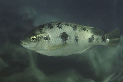 Oreochromis karongae 'Maleri Island'